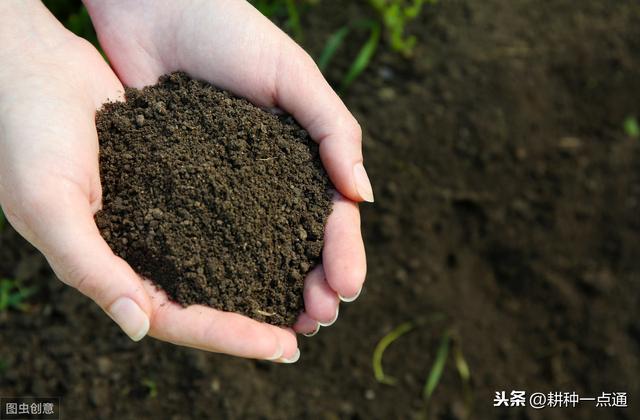 百合切花栽培实用技术