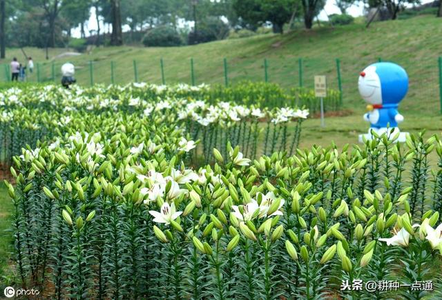 百合切花栽培实用技术