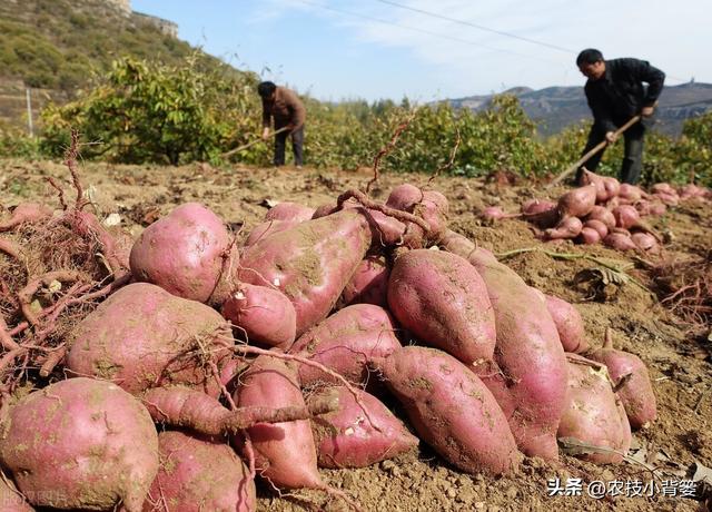 农民种地瓜怎样才能实现高产优收？分享5个种植管理技巧