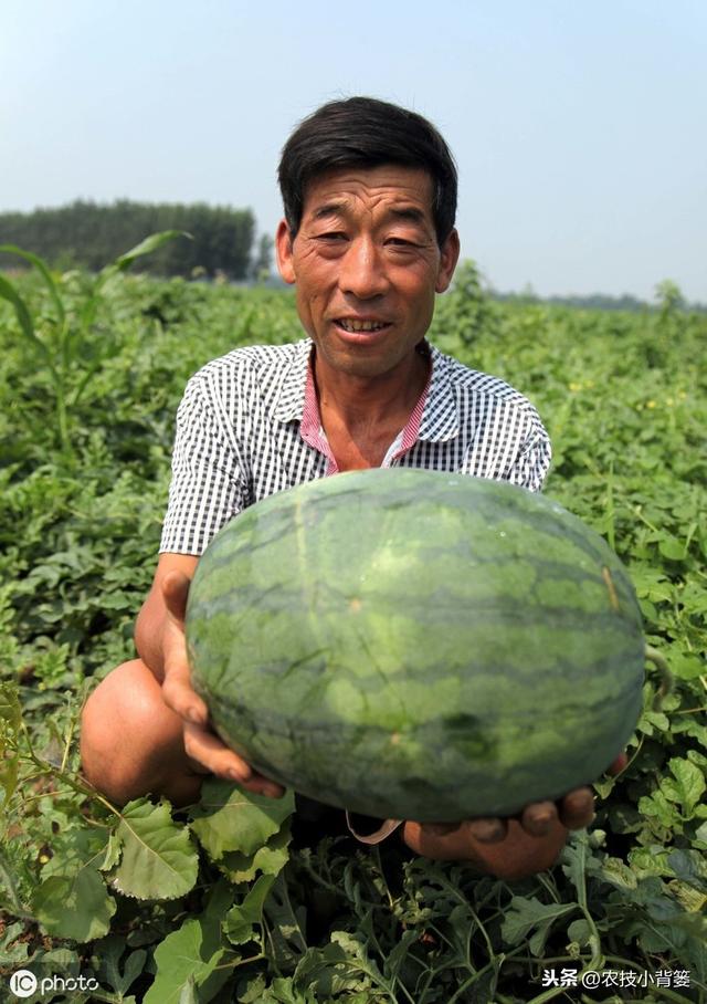 春季西瓜种植正当时，掌握这些播种管理细节，确保后期优质高产！