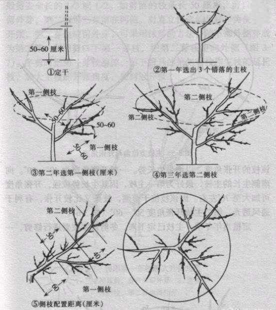 小樱桃的栽植及管理全过程