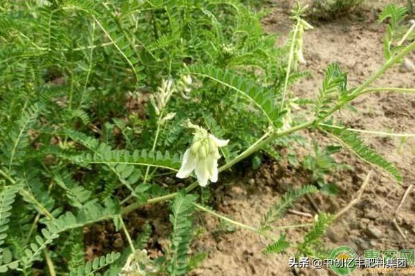 黄芪人工种植高产方法技术