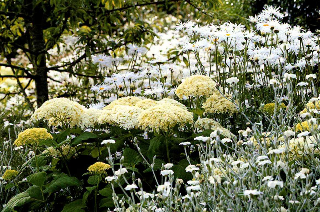 庭院花园种植设计（干货）