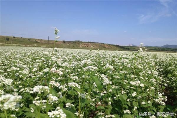 荞麦怎么种植？凉山州昭觉县荞麦高效栽培技术