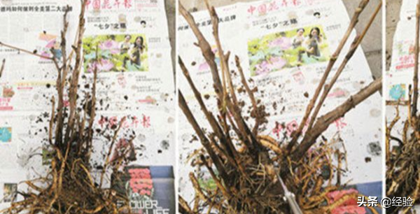 牡丹分株栽植怎么做？不同季节的修剪方法