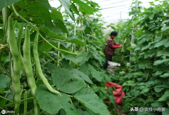 芸豆如何种植才能提高产量？它这些生长特性和管理技巧要知道！