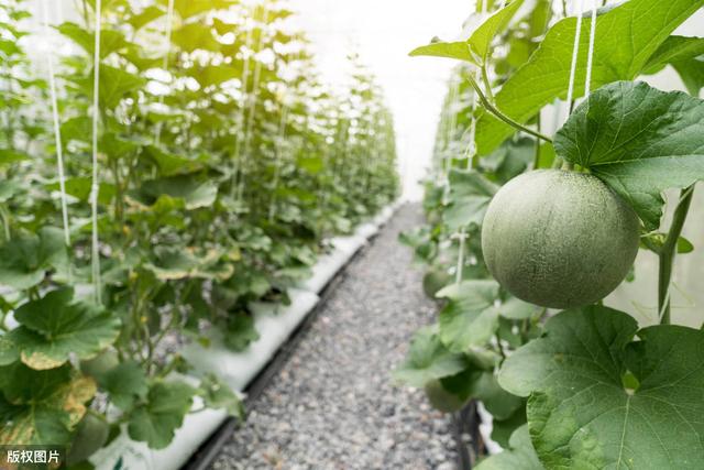 薄皮甜瓜3层覆盖避雨栽培技术，种植甜瓜有方法，欢迎来了解一下