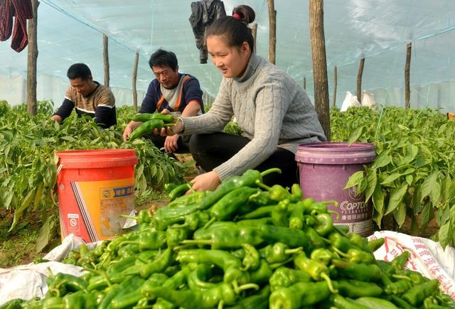 30亩辣椒地，挣了10万元！这位新疆辣椒种植户，“甜”开了花