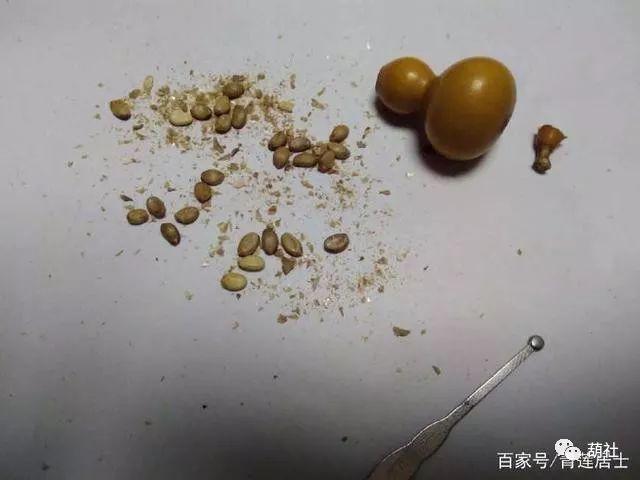 科普一下阳台手捻小葫芦种植的流程