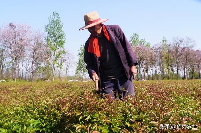 在农村流行的中药材种植骗局，手段并不高明，为啥还有人频频中招