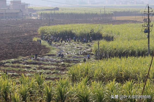 甘蔗在什么季节成熟，什么时候吃甘蔗最甜呢，有哪些甘蔗产地