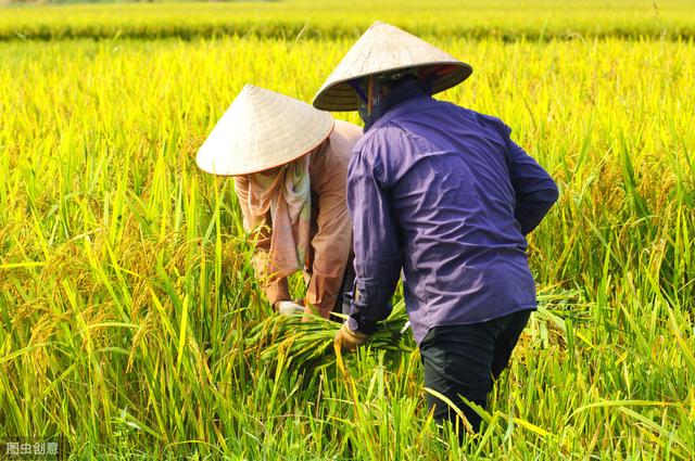 东北地区水稻种植，应用机械化技术，节省人工成本、提高种植效率