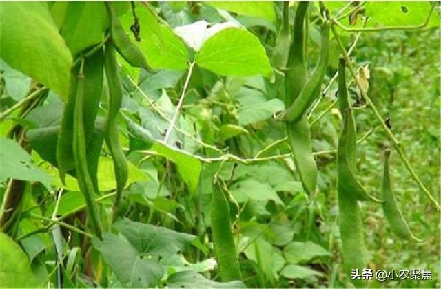 关于芸豆种植要点，技术流程，不妨一看